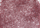 Бисер Япония круглый 11/0 10г 0291 розовый/лиловый, окрашенный изнутри