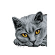 Кристальная ( алмазная) мозаика  " ФРЕЯ" ALBP- 292 постер " Британская кошка" 30 х 30 см