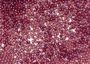 Бисер Япония круглый 11/0 10г 0332 малиновый, золотое сияние